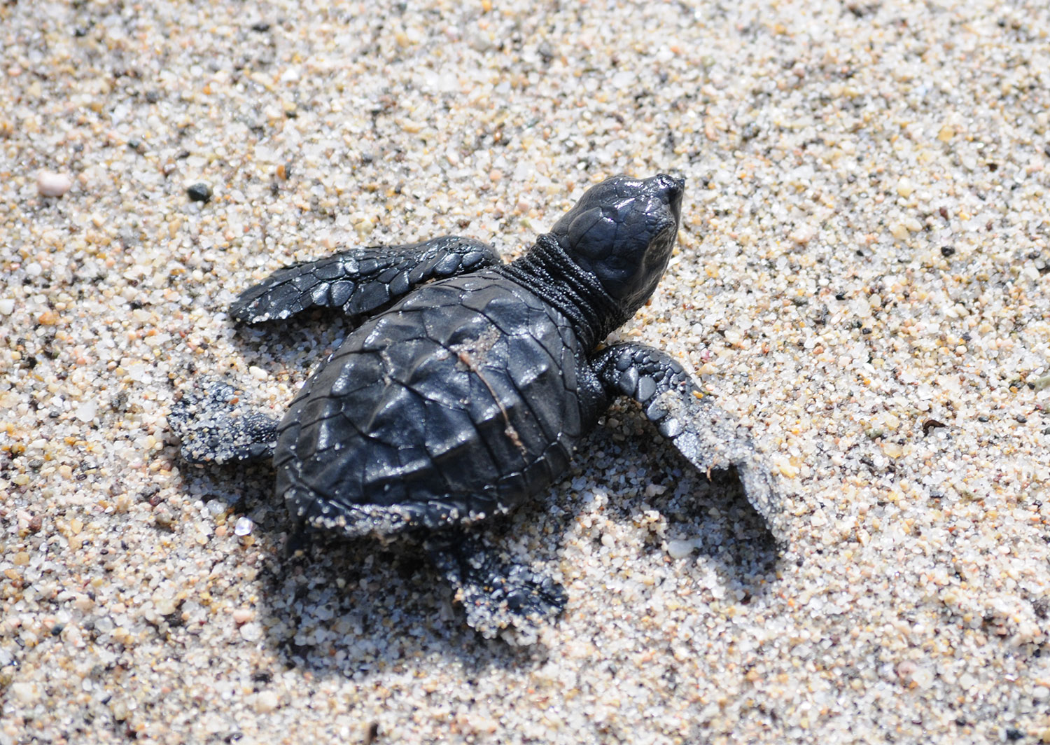 Turtle on the Beach image
